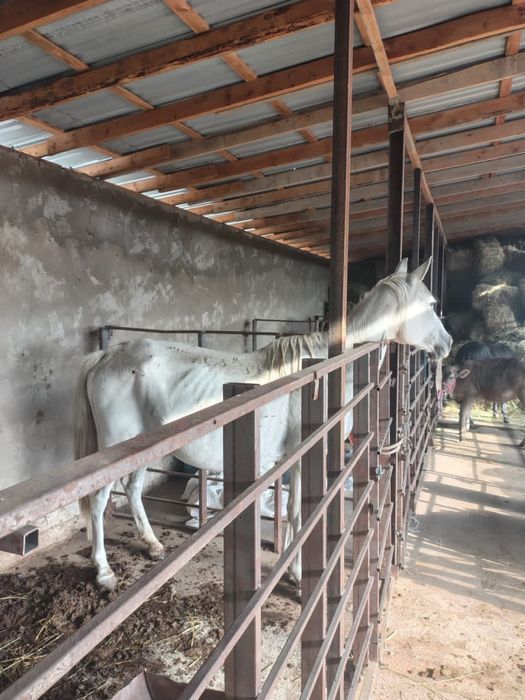 Бие,Айгыр Конь, Кобыла