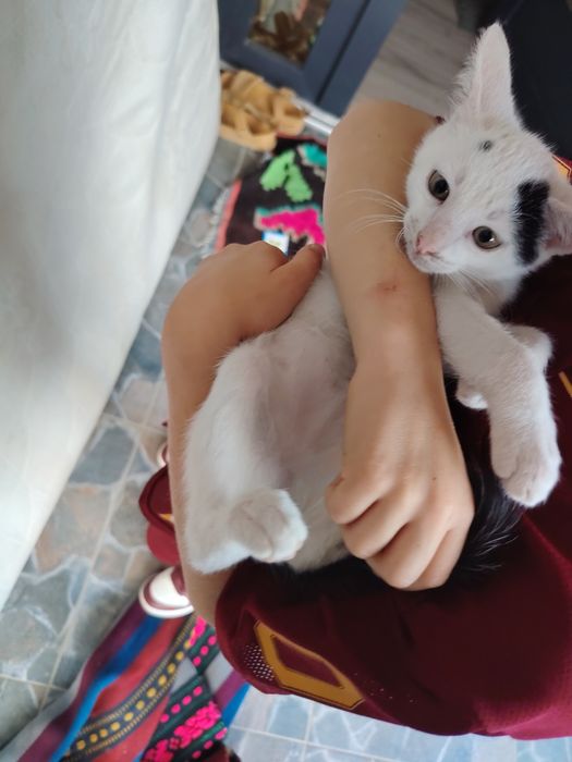 Ofer spre adopție 2 pisicuțe dragalase