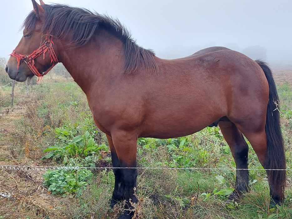 Vând mânz de 2 ani