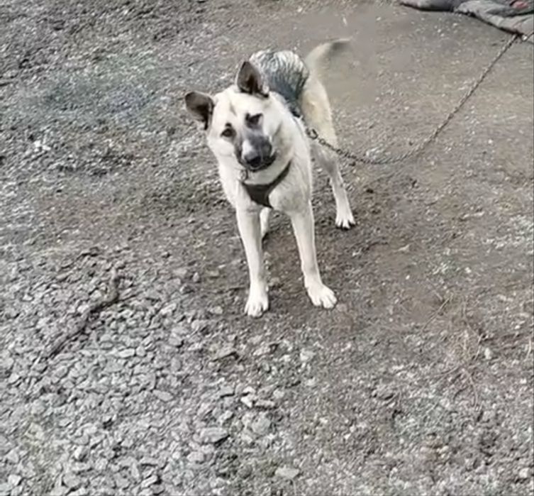 Отдам собаку в добрые руки