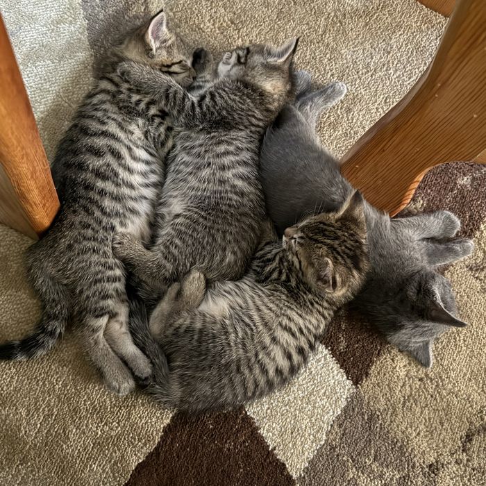 Отдам котят прекрасных