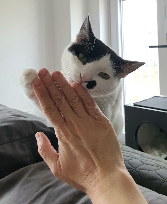 Plimbari/vizite animale de companie