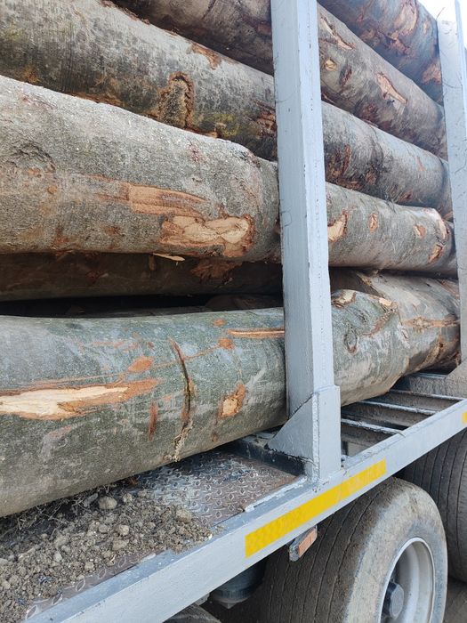 Lemn foc fag 420mc  transport inclus