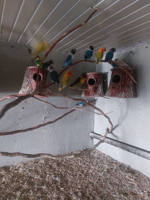 Qushlar  hammasi  sotiladi