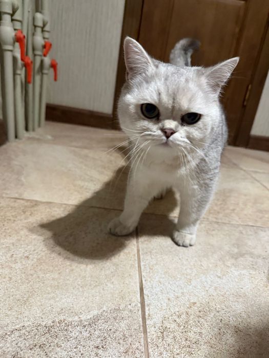 Продается шиншила