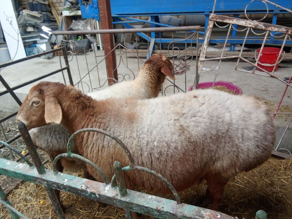 Зодор бугуз куйлар битаси 2 битаси 3 тугади