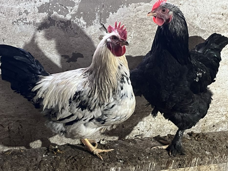 Продается петухи парода Амрокс