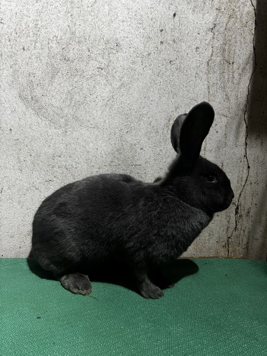 Femelă Fluture German