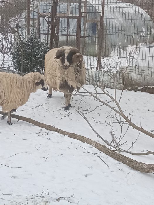 Vind 8 mioare și un berbec la alegere din 2