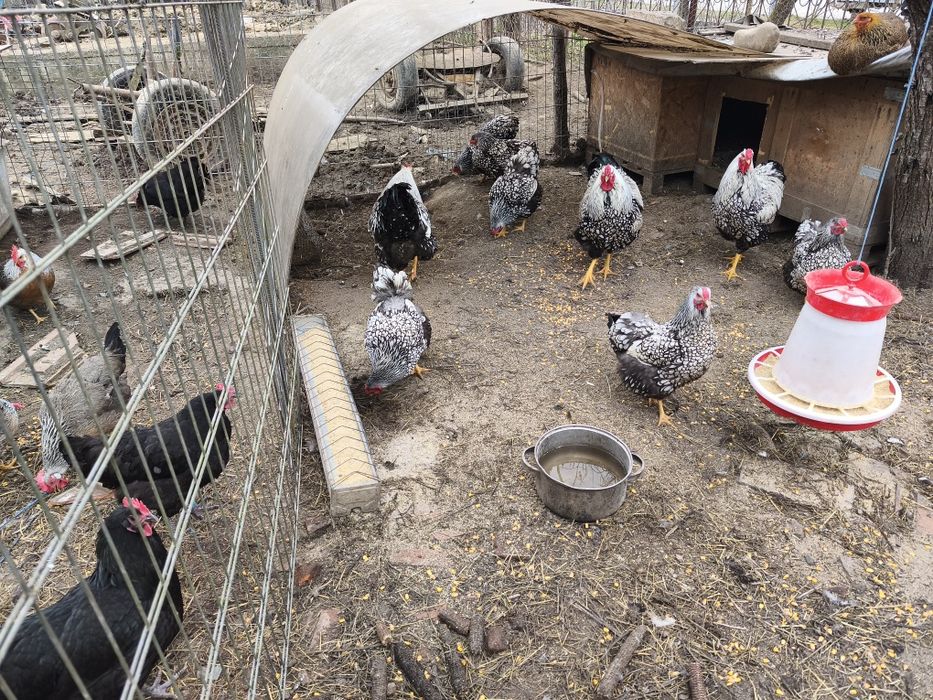 Oua de incubat Wyandotte