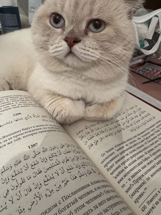 Отдадим в хорошие руки