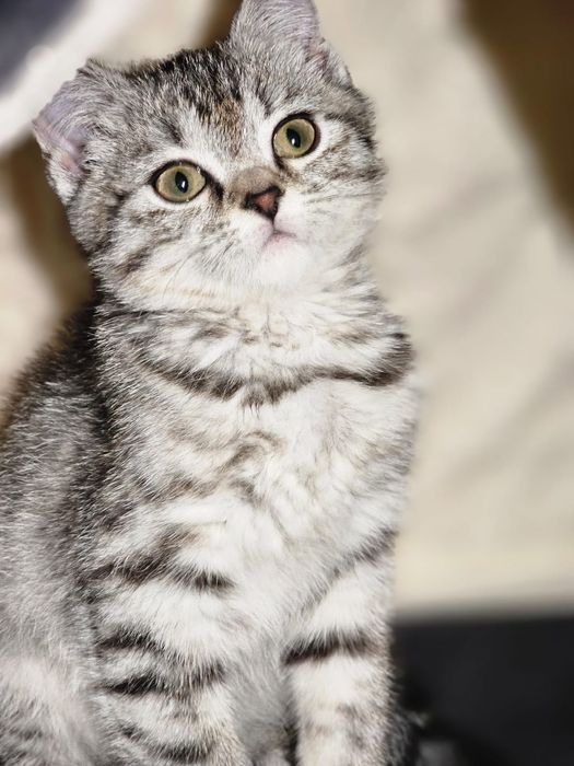 Продаётся шотландский кот