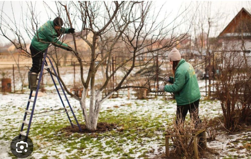 Обрезка плодовых деревьев формирование кроны