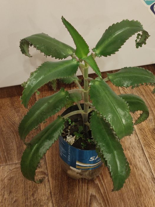 Каланхоэ лечебный.