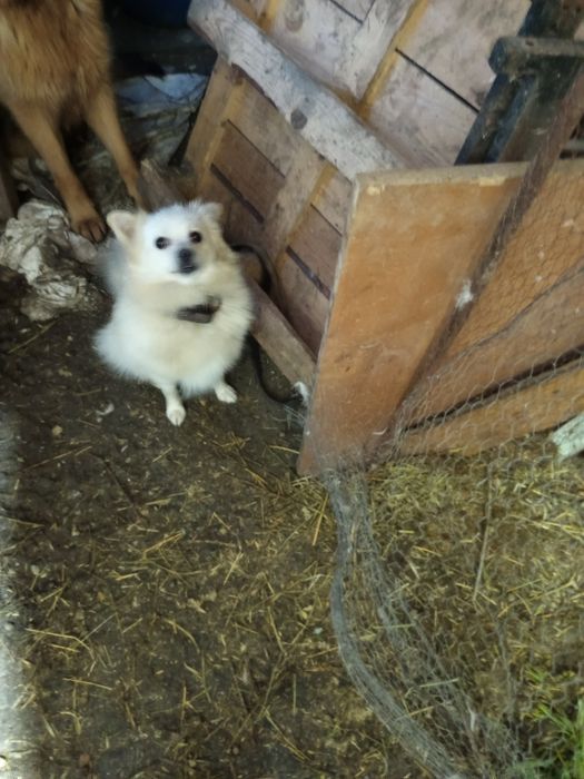 Малки Немски шпицове и мъжки пинчер!