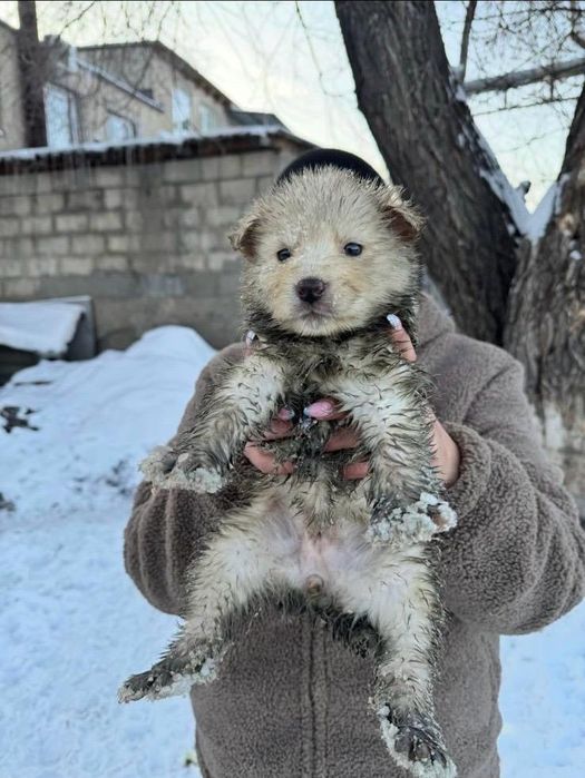 Отдадим чудесных щенят