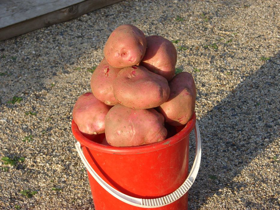 продам семенной картофель