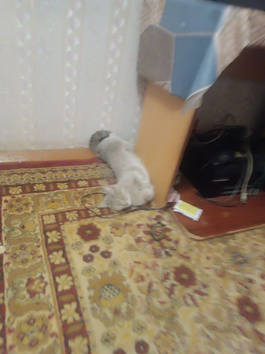 Аренда квартира шерикликка аёл киши керак ,,2 та