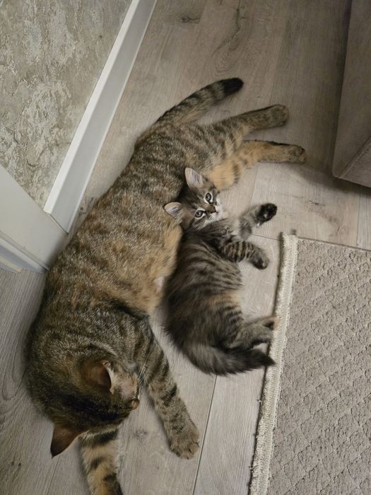 Отдам котенка девочку в добрые руки!