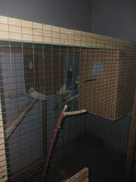 Попугай карелла.