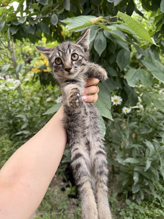 котята бесплатно, домашние