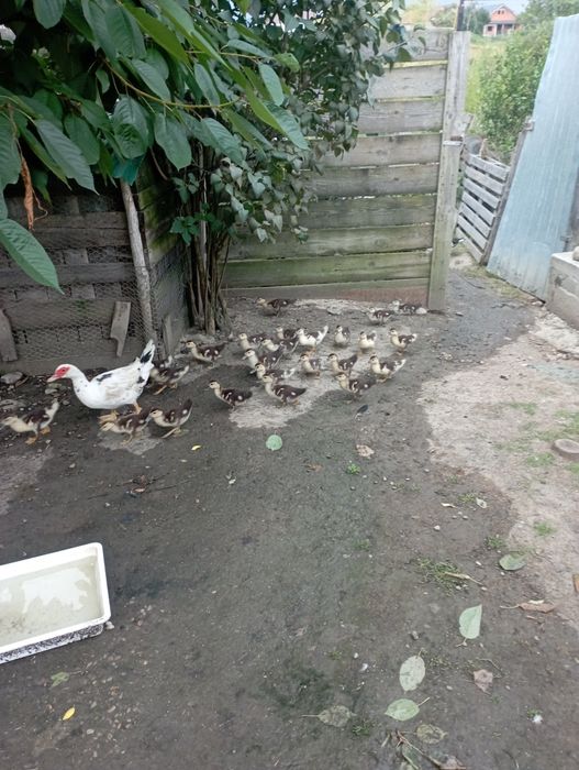 Vand pui de rata muta. Alparea • OLX.ro