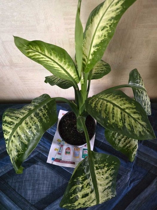 Диффенбахия. Комнатное растение.