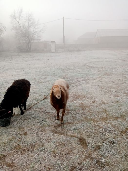 Қошқарлар сатылады