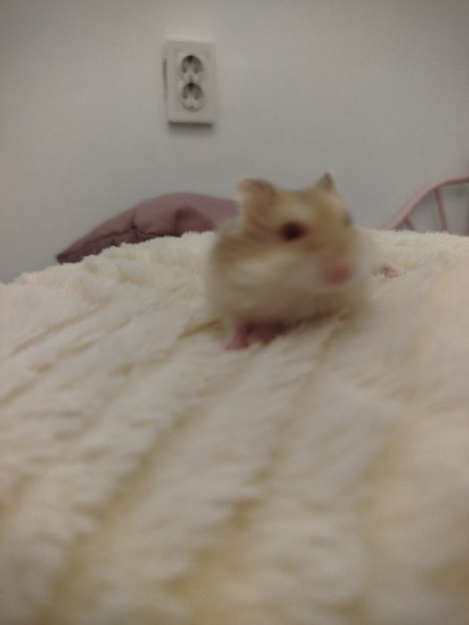 Хомяки продаются хорошей крови