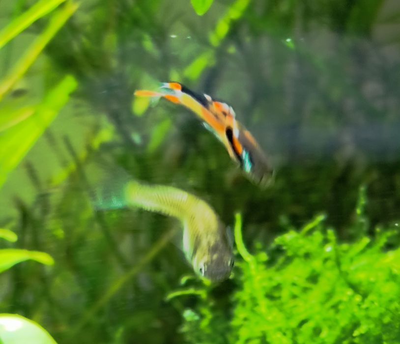 Endler guppy/ Endler/ Poecilia wingei - Black Bar