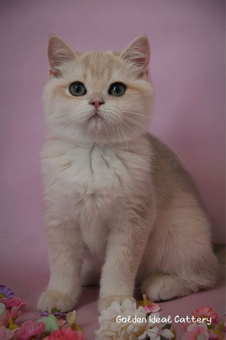 Бртанские чистокровные