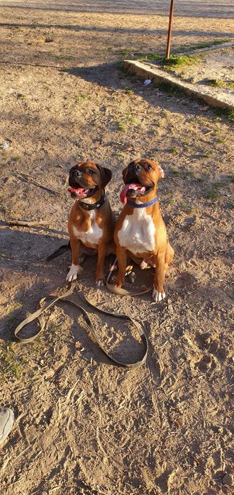 Дипломированный инструктор кинолог.