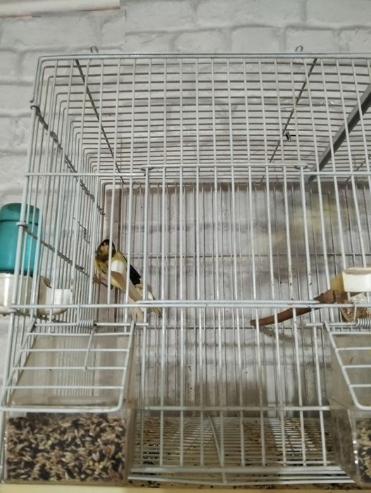 Pui de canari ..