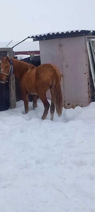 Продам Кобылку 1,5 года