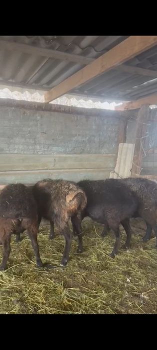 5 бас буаз саулыктар