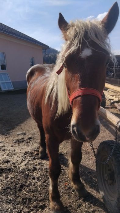 Manz 1 an si 10 luni