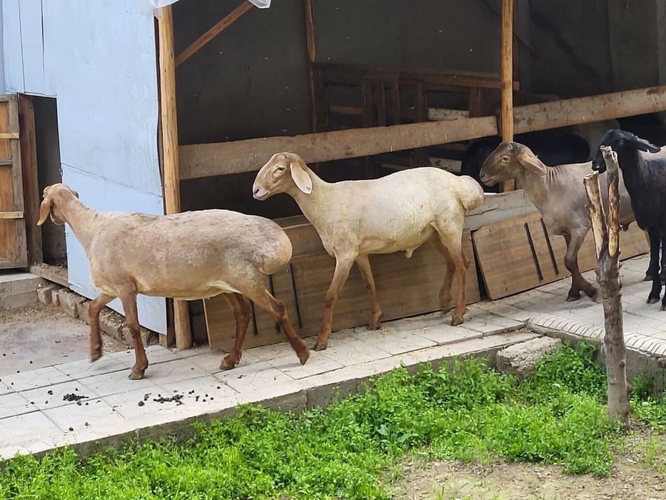 Кузи кучкор ва солулар