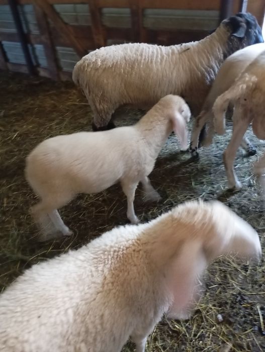 Miei Suffolk/bergamasc/carabas