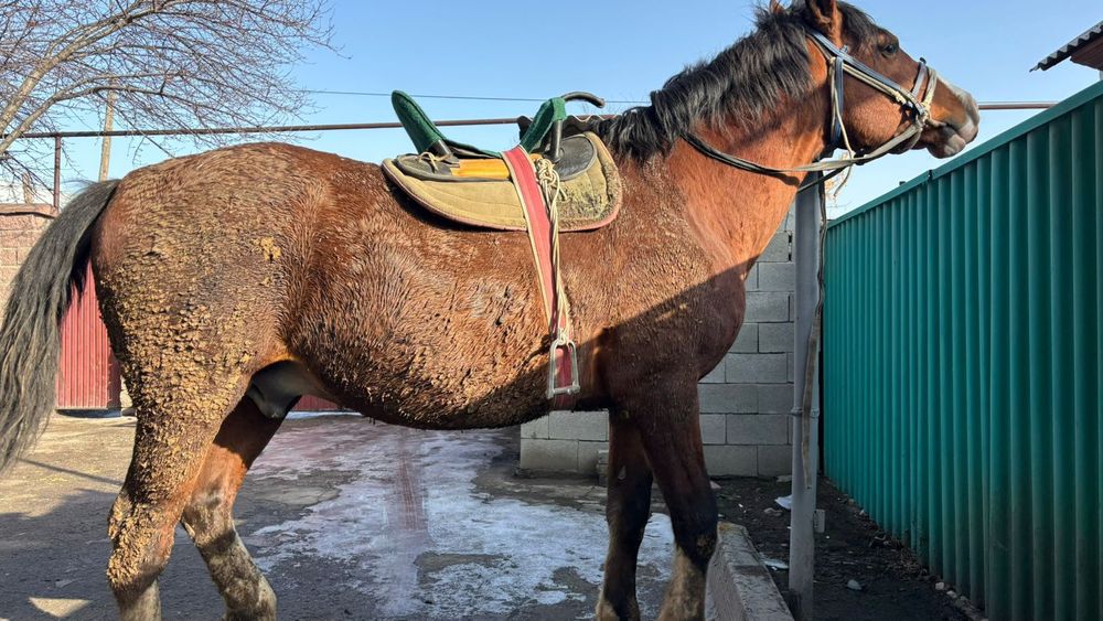 Айгыр сатылады айгыр