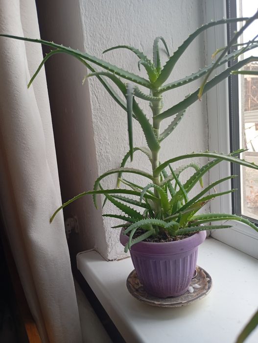 Үйде өсетін емдік қасиеті бар  алоэ гүлі