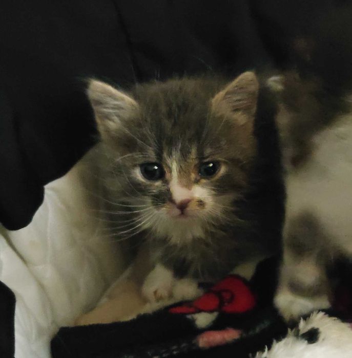 Спешно търсят дом