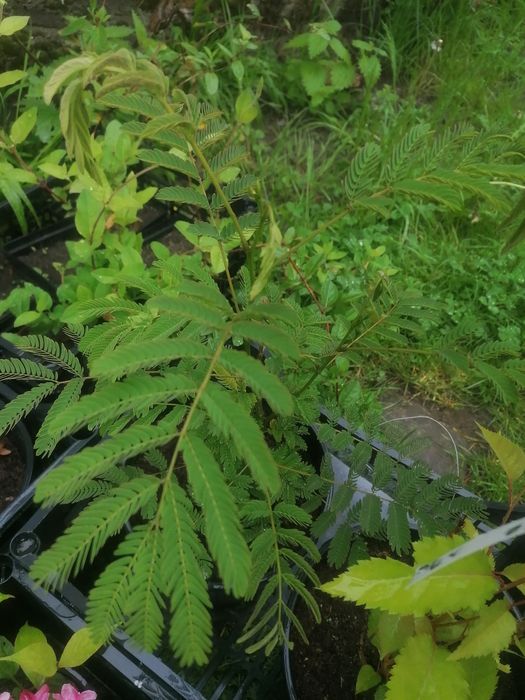 Lonicera ( Mana Maicii Domnului )