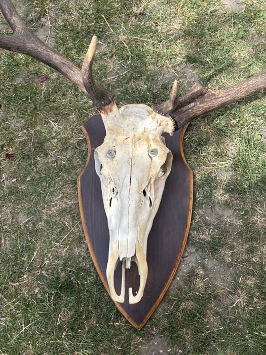 Trofeu cerb ccu panoplie