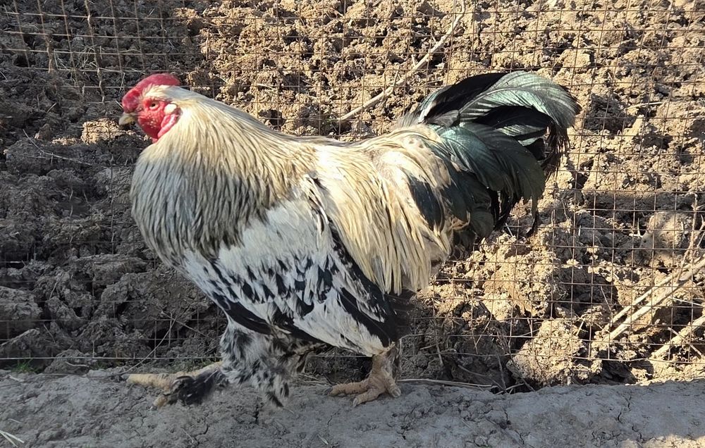 Қораз сатылады..