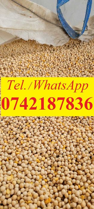 Mazare furajera    .