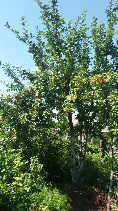 Продам дачу в с/о Борки