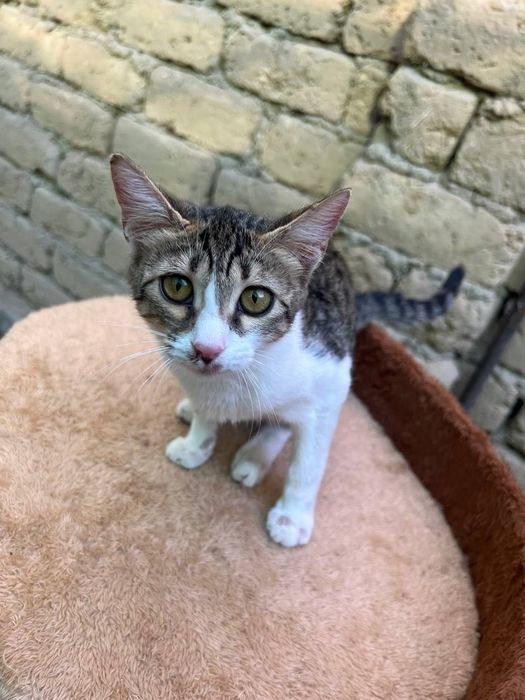 Бесплатно котята в добрые руки