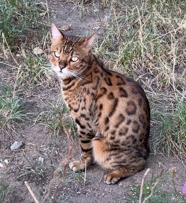 Котик в хорошие руки