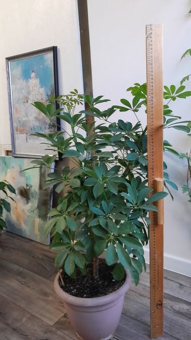 Шеффлера крупная