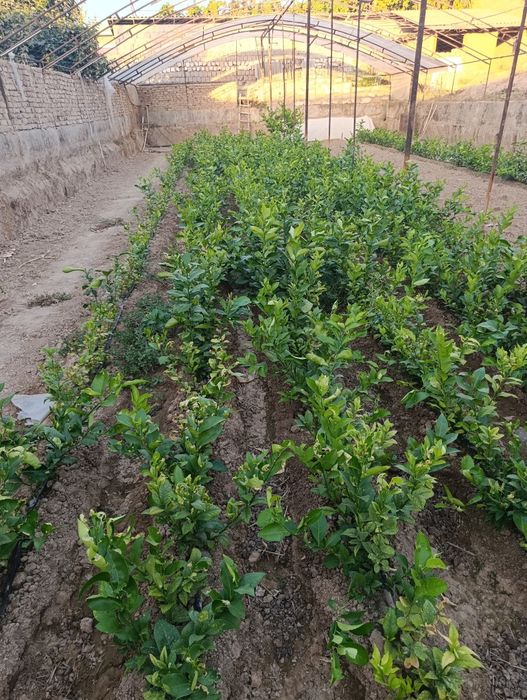 Limon kuchatlari